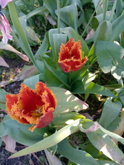 001-Cheverny